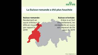 Betterave sucrière - jaunisse viral