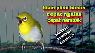 Download lagu Suara Burung Pleci Gacor Ngalas Nembak,Terbaik Untuk Pancingan Pleci Bustomi Bahan Biar Gacor mp3