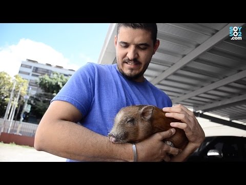 La vida con un mini pig: ¿dónde conseguir uno en Guatemala?