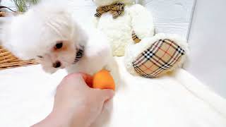 マルチーズの動画01