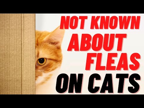 Not known Facts About Fleas On Cats - Symptoms To Look Out For