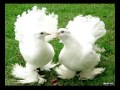 Петлюра голуби 