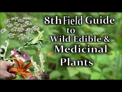 A Video Field Guide To 10 Edible & Medicinal Plants