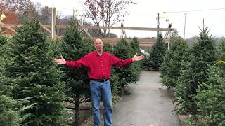Live Christmas Trees - Lowe's Greenhouse