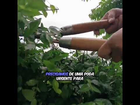 Requerimento Osvaldo Peixoto Vegetação margens Go 330. 28/10/2025