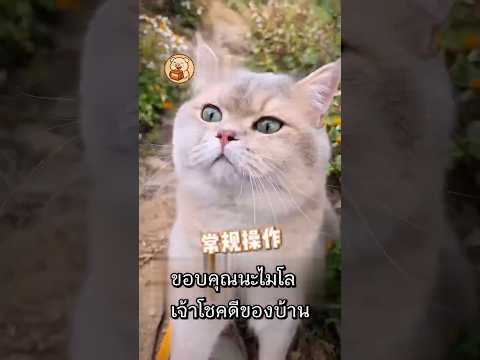 แมวนักล่าของดี!เจอทั้งทองทั้งลอตเตอรี่แบบไม่ตั้งใจ #แมว #ไวรัล #สัตว์โลกน่ารัก #shorts