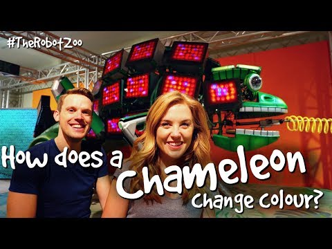How does a chameleon change colour? | The Robot Zoo