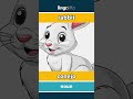 rabbit - conejo video thumbnail