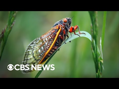 What to know about the trillions of cicadas about to swarm the U.S.