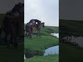 Youtubeshorts Short Shorts Animals Animal Horse Sex Sexy