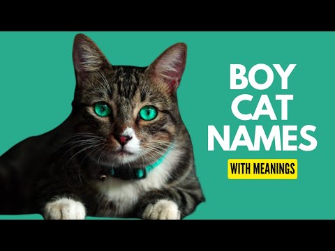 Boy Cat Names 2022| Male Cat Names with Meanings