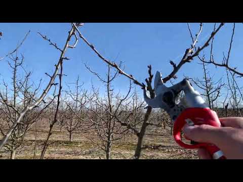 Pruning a plum - a young tree, continued after two years