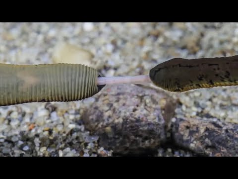 Group of HORSE LEECHES eating an EARTHWORM alive/Lópiócák táplálkozása földigilisztával