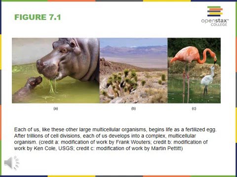 Chapter 7   Cellular Basis for Inheritance