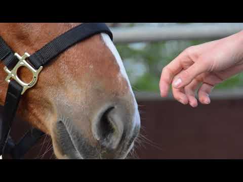 MUSTANG MAKEOVER 2018 // Update 1 TAG 4137 - Ankunft bei Marie Heger