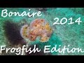 Diving - Bonaire 2014 - Frogfish Edition - Karibik