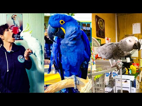 Des oiseaux qui parlent comme des humains