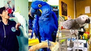 Des oiseaux qui parlent comme des humains
