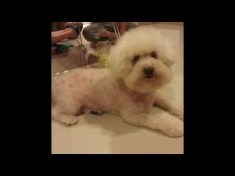 Steve Aoki Chris Lake Tujamo - Boneless  Martin Garrix - Animals