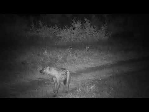 Djuma: Lone Hyena walking up road seems to get startled - 19:55 - 10/30/20