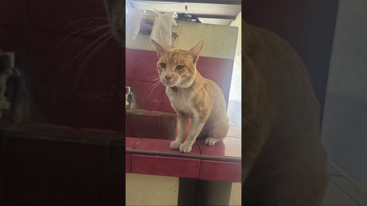 #gingercat#gingercataistories #cat #seniorcat #pets #petlover #nocopyrightmusic