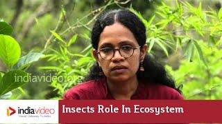 Insects role in ecosystem 