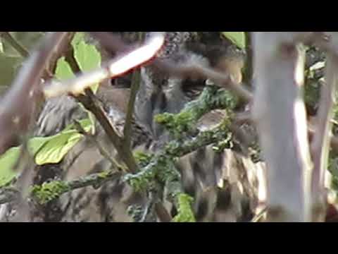 181111#02   Long Eared Owl