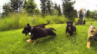 preview picture of video 'German Shepherd Puppies 7 Weeks old'