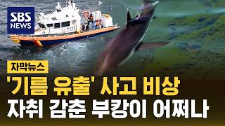 '기름 유출' 사고 비상..자취 감춘 부캉이 어쩌나 (자막뉴스) / SBS