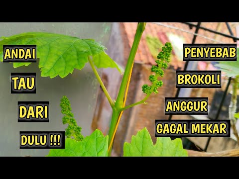 , title : 'Andai Tau Dari Dulu... Penyebab Brokoli Atau Bunga Anggur Gagal Mekar !!!'