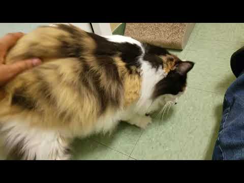 Lizzie, long haired Calico at MEOW Cat Rescue