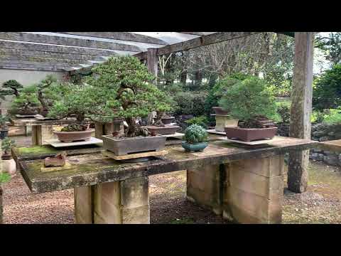 The Australian Bonsai Gallery - Dorrigo