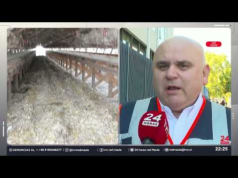 Alerta temprana preventiva por presencia variante H5N1 en San Clemente | 24 Horas TVN - Red Maule