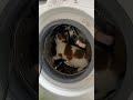 Cat Takes Whimsical Spin In Washing Machine