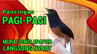 Download lagu Pancingan PAGI-PAGI AGAR MURAI GACOR❗ murai diam pasti ikut NYAUT EMOSI❗❗ mp3 Download lagu Pancingan PAGI-PAGI AGAR MURAI GACOR❗ murai diam pasti ikut NYAUT EMOSI❗❗ mp3
