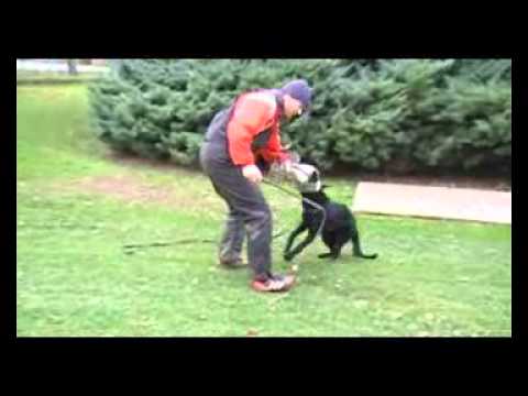 ERIC AYKMAR - DEFENCE - 6 months,www.aykmar.cz