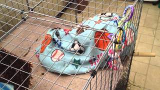 Owen the Bunny Rabbit Plays With His Blanket