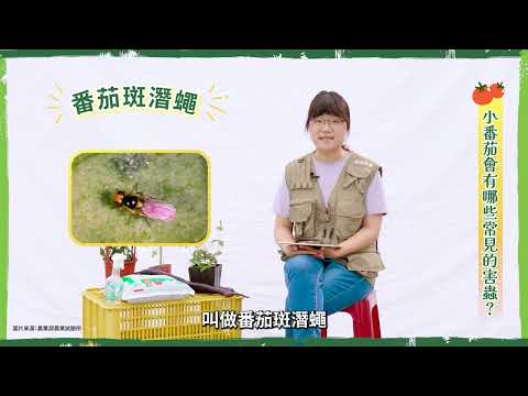 我的小番茄怎麼了！？｜#儲備植物醫師來解答 【防檢署APHIA】
