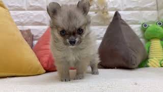 ハーフ犬の動画01