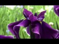 CHRIS SPHEERIS - Juliette