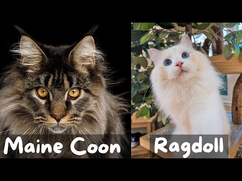 Maine Coon vs Ragdoll Cat - Which Breed Suits You? | The Cat Butler