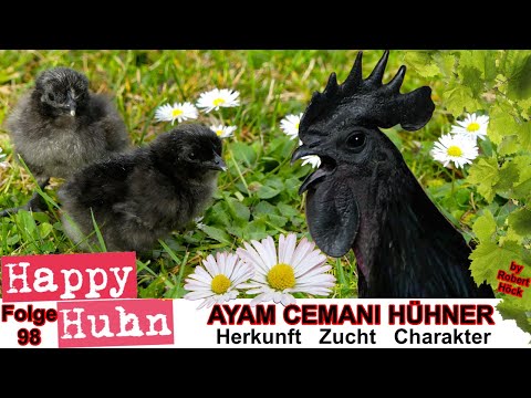 E98 Ayam Cemani chickens in the breed portrait at HAPPY HUHN - The Indonesian Black Chicken prese...