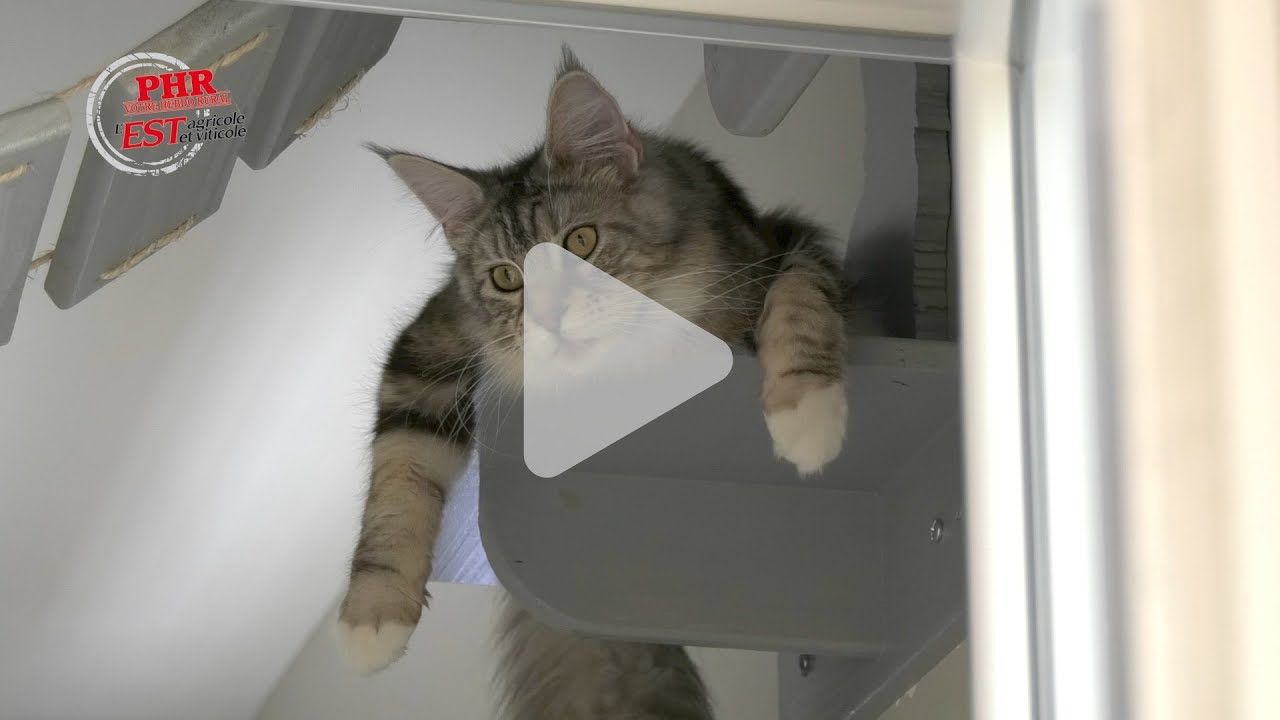 Pierre Meyer, ce?re?alier et e?leveur de chats Maine coon