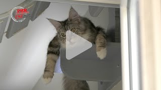 Pierre Meyer, céréalier et éleveur de chats Maine coon