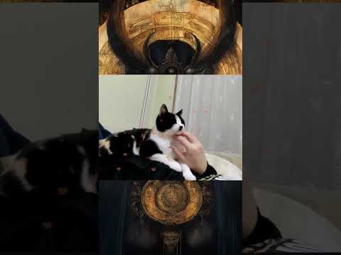 #cats  #love #harmony