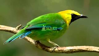 Download lagu Download Suara Burung Cucak Rante Masteran Variasi 4 MP311 mp3 Download lagu Download Suara Burung Cucak Rante Masteran Variasi 4 MP311 mp3