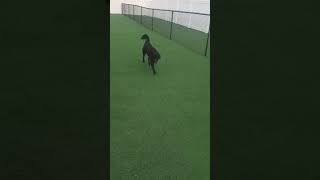 Video preview image #1 Australian Retriever Puppy For Sale in Buffalo, MN, USA