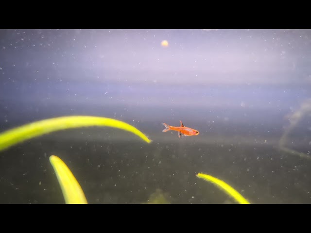 Vinegar Eel Culture in Fish for Rehoming in Brantford