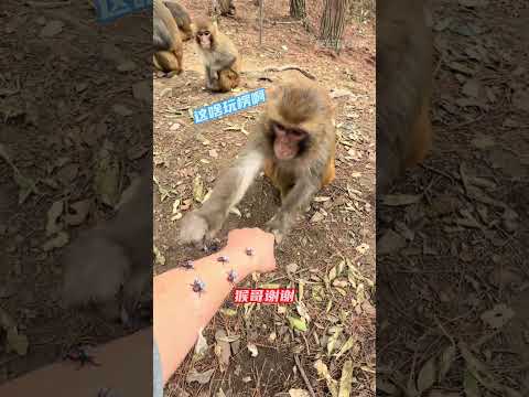 猴子：这啥玩楞啊 虱子也不长这样啊 #猴子 #万万没想到 #搞笑