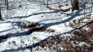 preview picture of video 'Winter Deer Feeding - Allamuchy Mountain Part 2.'